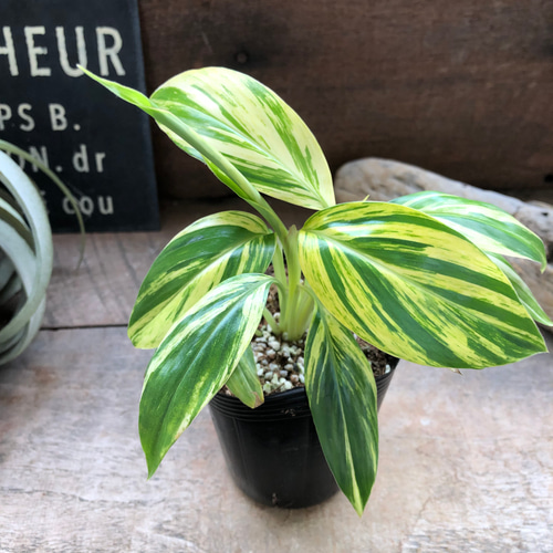 アルピニア バリエガータ（黄斑月桃 キフゲットウ） Alpinia