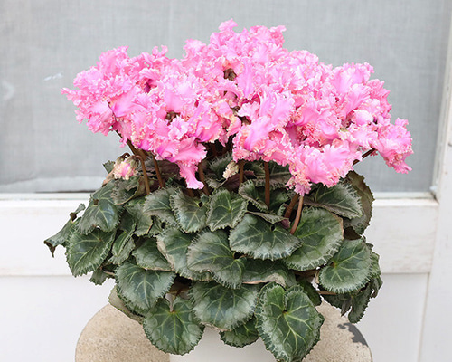 値下げSALE 現品販売 鉢花 八重咲き シクラメン ドリカム 5号 フリル