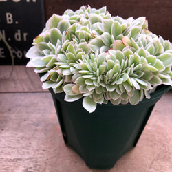 Top【選抜株】多肉植物　22330レモン　ローズ錦綴化 12個　鉢無し/脱土 df043ae75fa494491a048ce7843d06