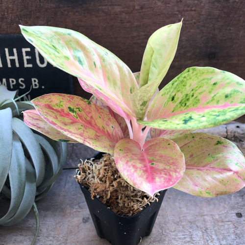 アグラオネマ ピンクエメラルド/Aglaonema ※陶器鉢付き | 【観葉