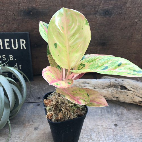 ピンクエメラルド♡アグラオネマ♡レア品種♡観葉植物 アートフラワー