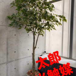 光触媒　人工観葉植物　ウォールグリーン　フェイクグリーン　ベンジャミン240 光触媒 人工観葉植物 ウォールグリーン フェイクグリーン