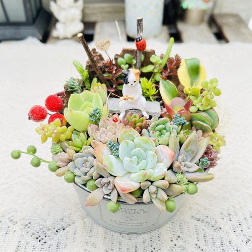 ★★壁掛け❤️★寄せ植え★このまま飾れます★多肉植物★豪華♪♪ 多肉植物寄せ植え❤このまま飾れます 多肉植物 ちいこ 通販