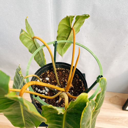 現品］【希少】7番 フィロデンドロン ビレッティア 6号 観葉植物 室内