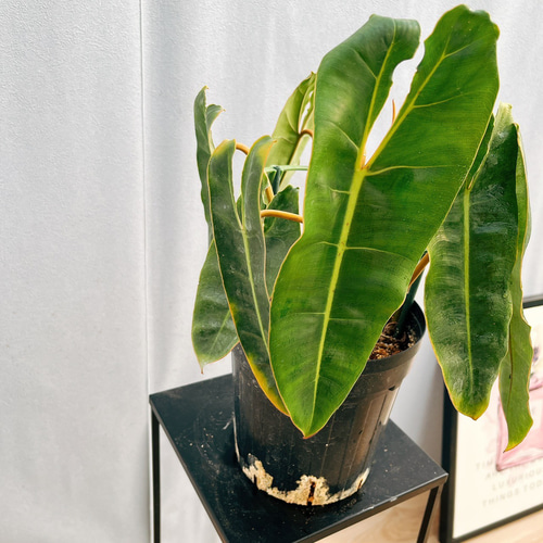 現品　フィロデンドロン　ビレッティア　ビレッタエ　ドライガーデン　インテリア フィロデンドロン ビレッティア ビレッタエ 希少 ドライガーデン 観葉