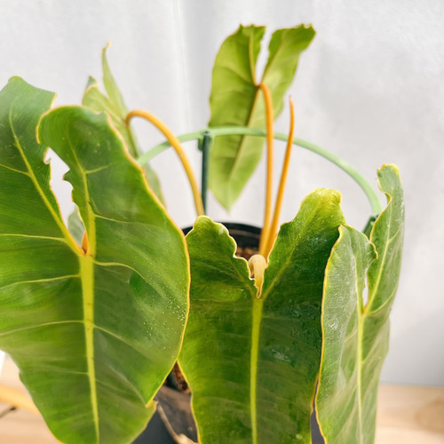 現品］【希少】7番 フィロデンドロン ビレッティア 6号 観葉植物 室内