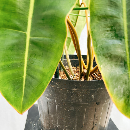 超希少フィロデンドロン ビレッティア 斑入りA39 コレクション】フィロデンドロン・ビレッティア 斑入り 親株