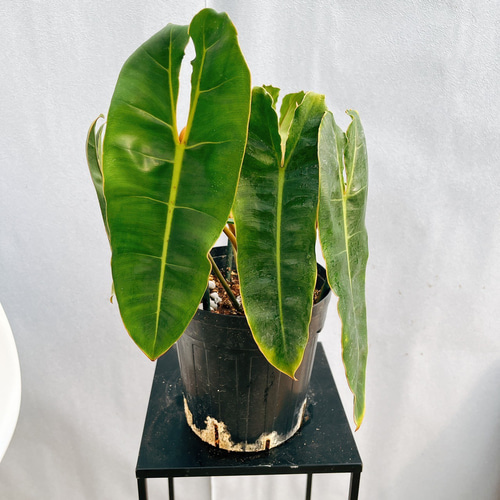 【超希少・特大葉45cm！】タイ直輸入 フィロデンドロン ビレッティア 斑入り 超希少・特大葉45cm！】タイ直輸入 フィロデンドロン ビレッティア