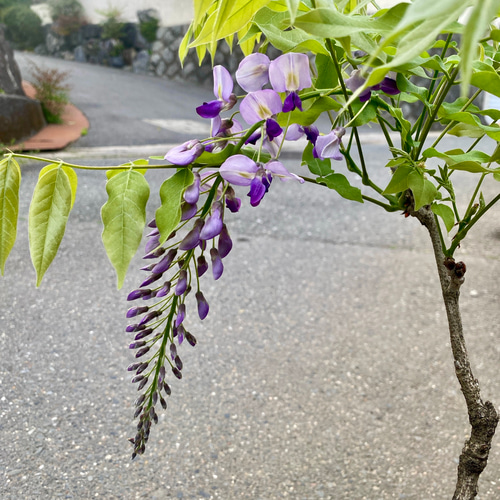 落葉樹 一才藤 アートフラワー plant life 通販 18632187｜Creema