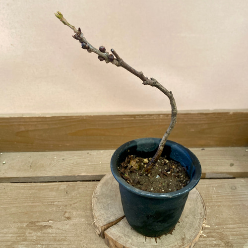 落葉樹 一才藤 アートフラワー plant life 通販 18632187｜Creema