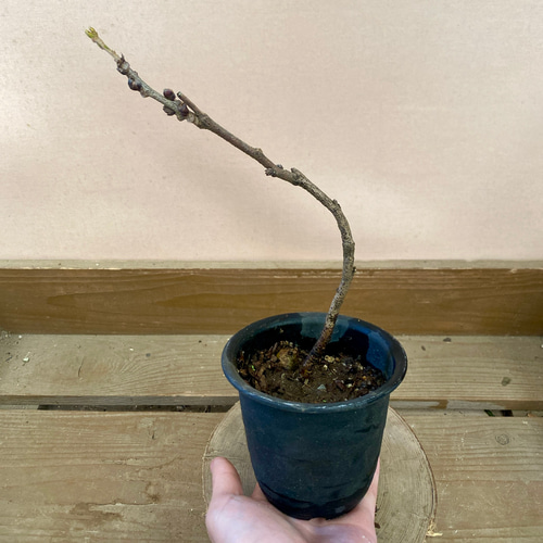 落葉樹 一才藤 アートフラワー plant life 通販 18632187｜Creema