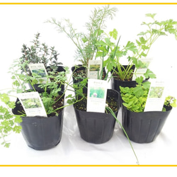 9種から選べるハーブミニ苗　ハーブ苗セット　ご注文用 ハーブ苗 クッキングハーブ 6ポットセット（9㎝ポット苗） その他