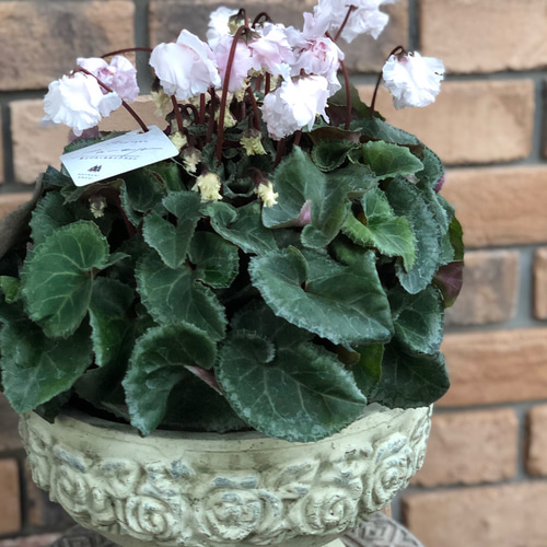 シクラメン「フローエル」林園芸さん 5号鉢 その他素材 Comu＊Garden