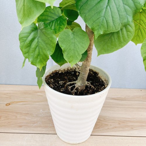 現品］95番 フィカス ウンベラータ 7号 観葉植物 室内 ゴムの木
