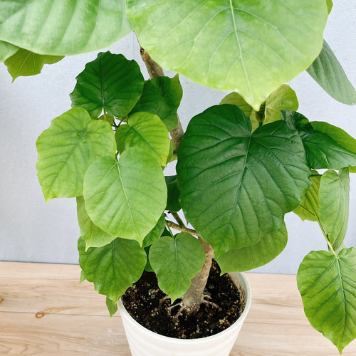 フィカス ウンベラータ ゴムの木　7号サイズ 1点もの】観葉植物 フィカス ウンベラータ 7号 – Plant Hunt