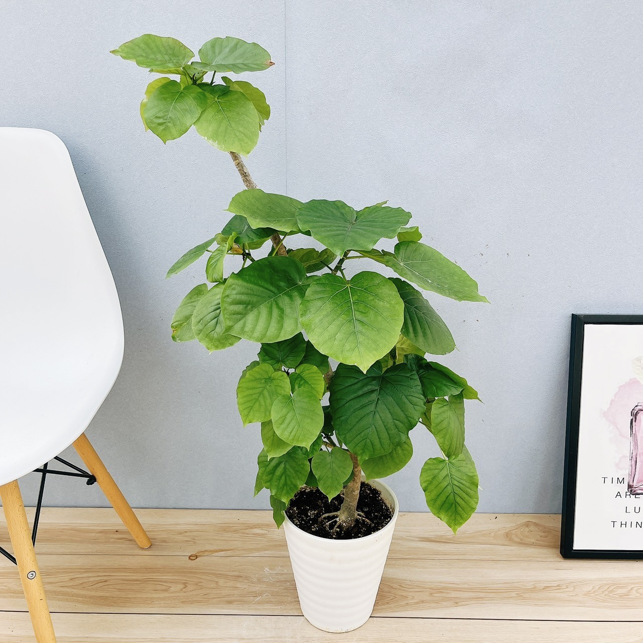 現品］95番 フィカス ウンベラータ 7号 観葉植物 室内 ゴムの木