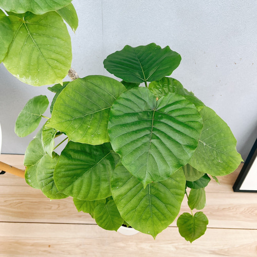 現品］95番 フィカス ウンベラータ 7号 観葉植物 室内 ゴムの木