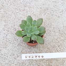  第6張的照片