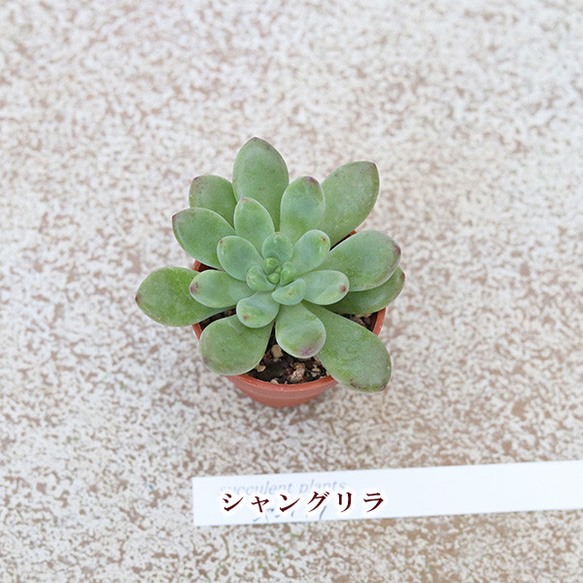  第6張的照片