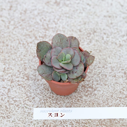  第3張的照片