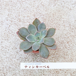  第9張的照片