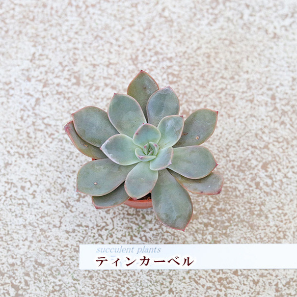  第9張的照片