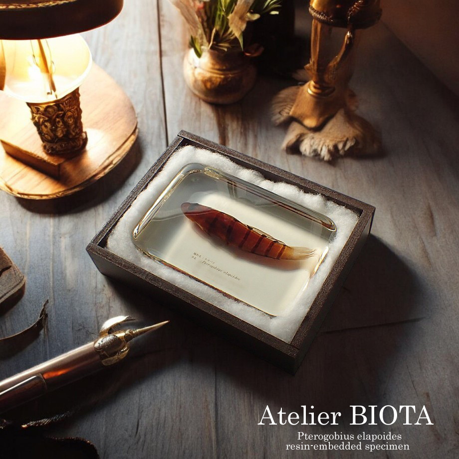 キヌバリ樹脂封入標本 4L (木製標本箱入り)