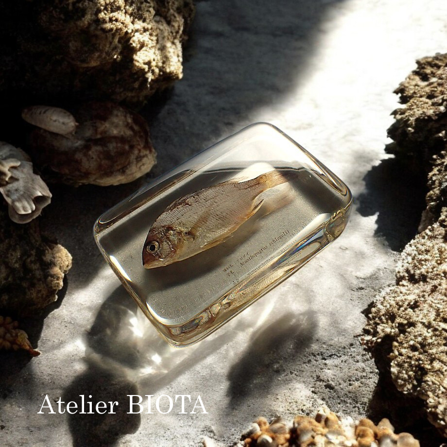 クロダイ樹脂封入標本 4L (木製標本箱入り)