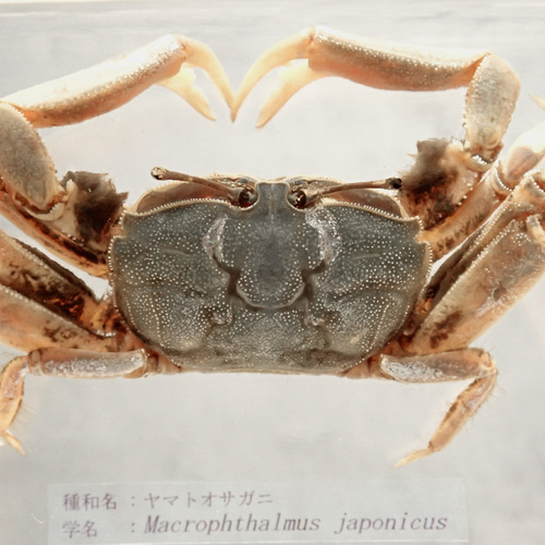 ヤマトオサガニ樹脂封入標本 3L (木製標本箱入り) 立体
