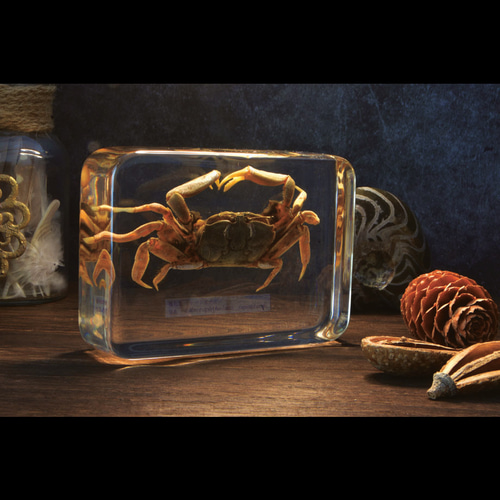 ヤマトオサガニ樹脂封入標本 3L (木製標本箱入り) 立体・オブジェ