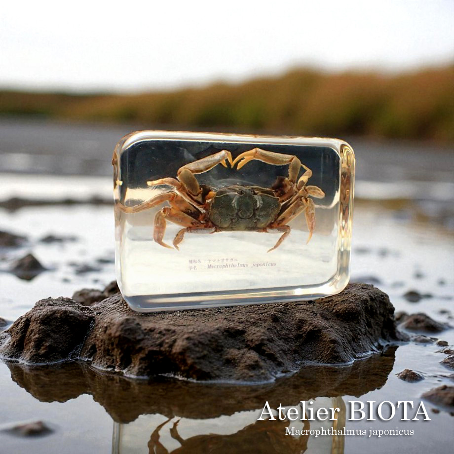 【特大】カブトガニ &クロサソリ　アクリル樹脂標本セット