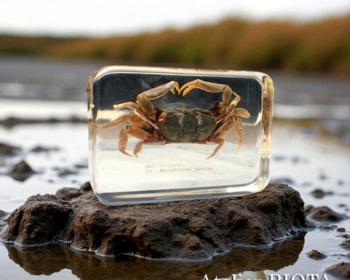 ヤマトオサガニ樹脂封入標本 3L (木製標本箱入り) 立体・オブジェ