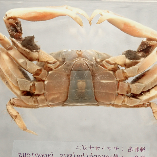 蟹の標本 蟹の標本 - メルカリ