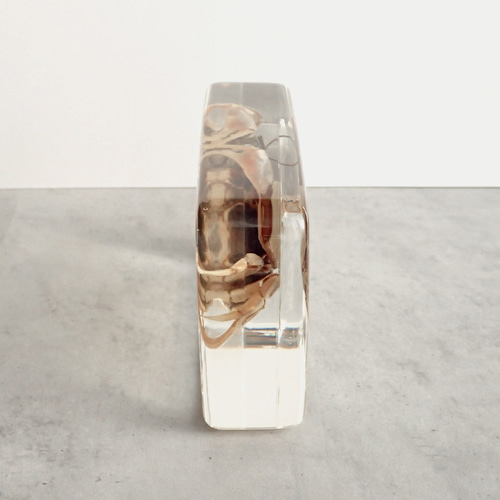 ヤマトオサガニ樹脂封入標本 3L (木製標本箱入り) 立体・オブジェ