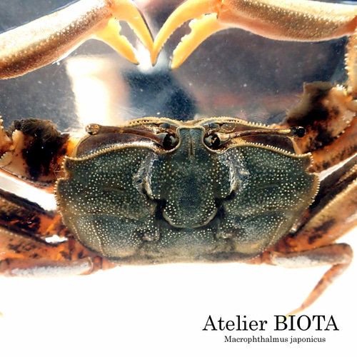 ヤマトオサガニ樹脂封入標本 3L (木製標本箱入り) 立体・オブジェ