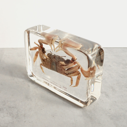 生物細密画（水彩）「ヤマトオサガニ」 生物細密画（水彩）「ヤマトオサガニ」 絵画