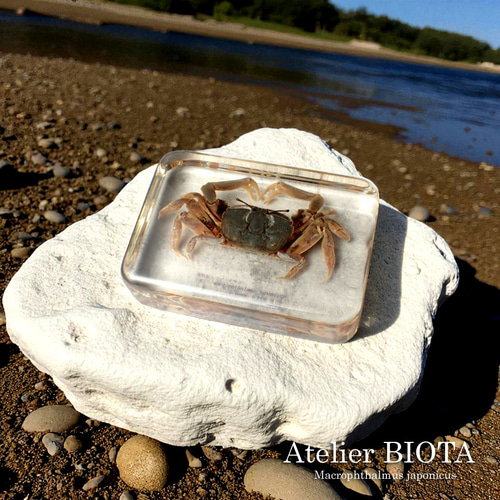 【本物】タラバガニ　標本 木製フレーム入り 大きめ 木製額縁 写真用「MM-01」ワイド6切 - 写真産業