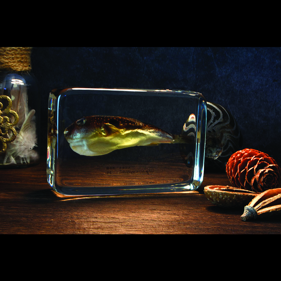 クサフグ樹脂封入標本 3L (木製標本箱入り)