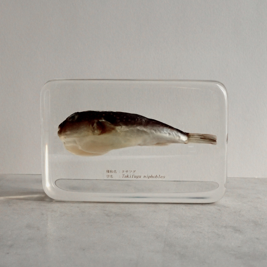 クサフグ樹脂封入標本 3L (木製標本箱入り)