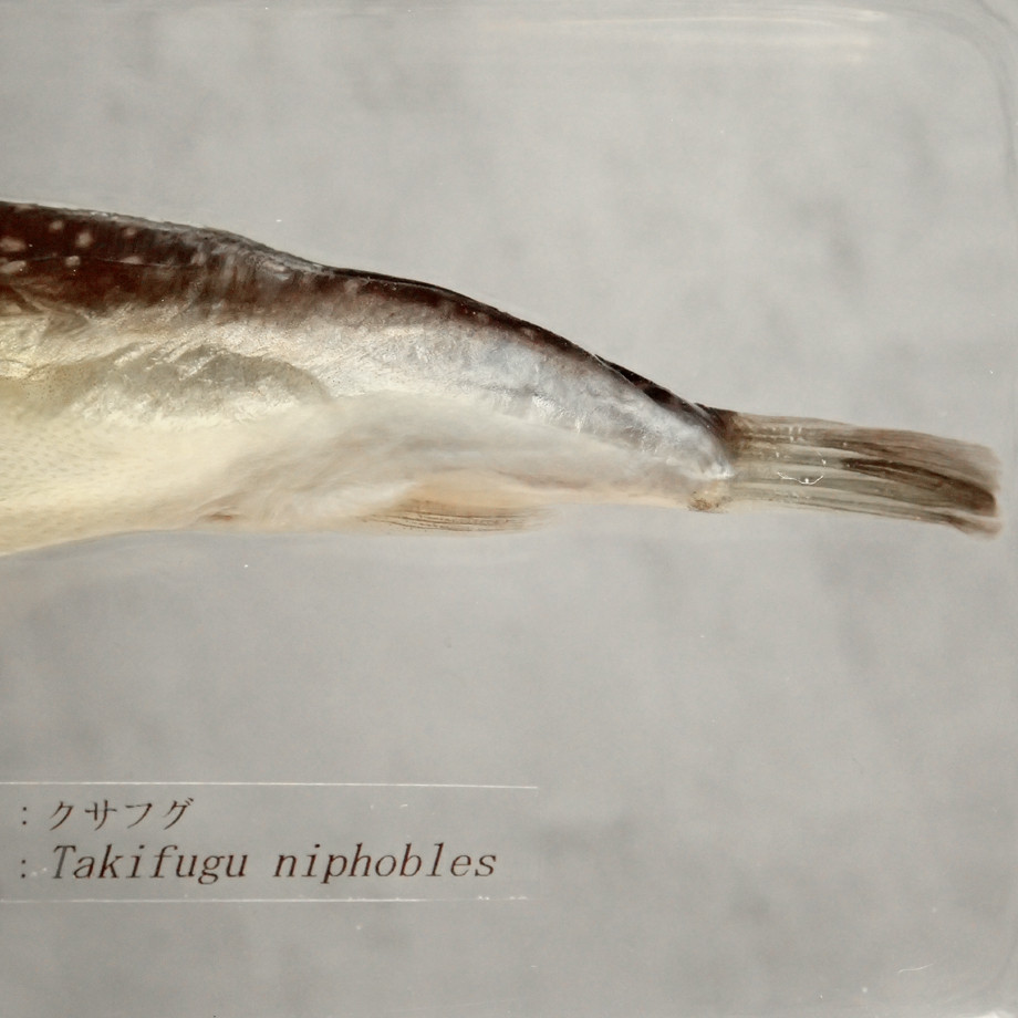 クサフグ樹脂封入標本 3L (木製標本箱入り)