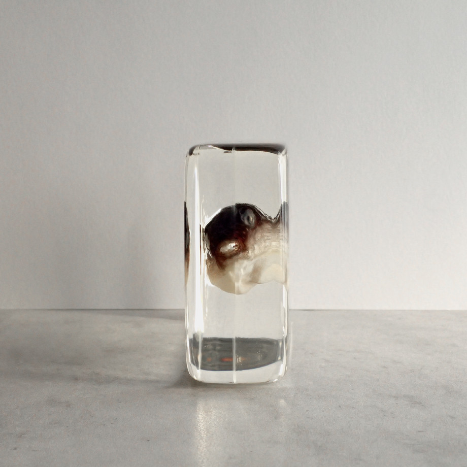 クサフグ樹脂封入標本 3L (木製標本箱入り)