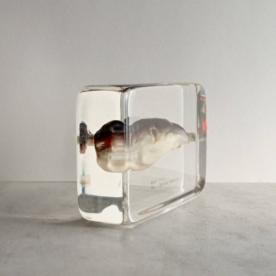 クサフグ樹脂封入標本 3L (木製標本箱入り)