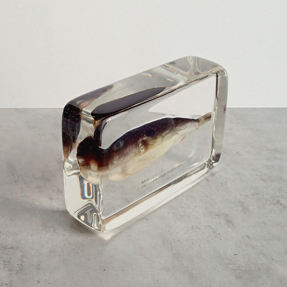 クサフグ樹脂封入標本 3L (木製標本箱入り)