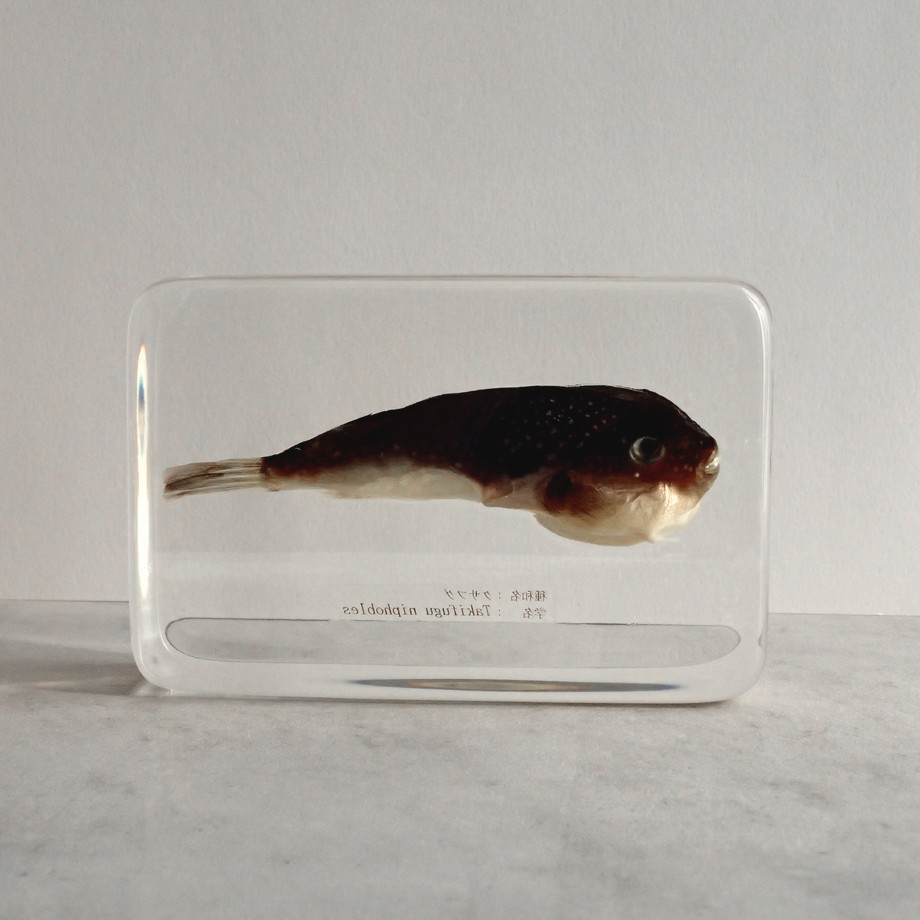 クサフグ樹脂封入標本 3L (木製標本箱入り)