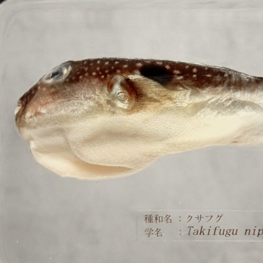 クサフグ樹脂封入標本 3L (木製標本箱入り)