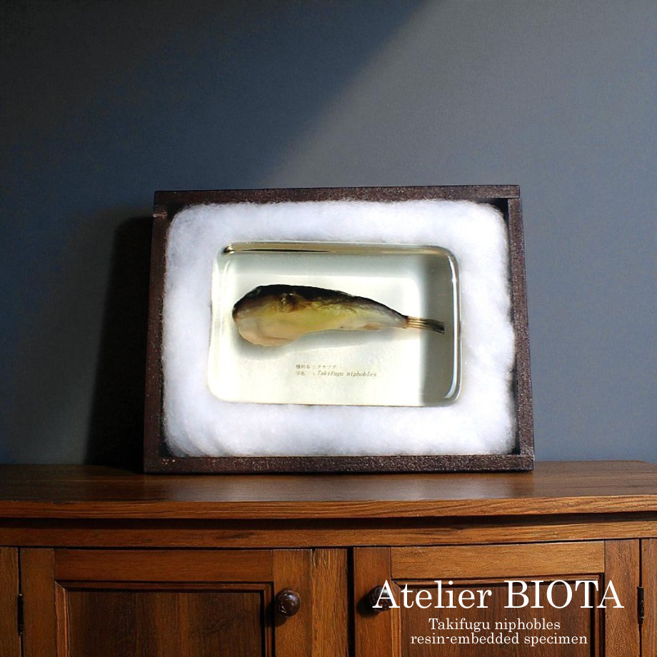 クサフグ樹脂封入標本 3L (木製標本箱入り)