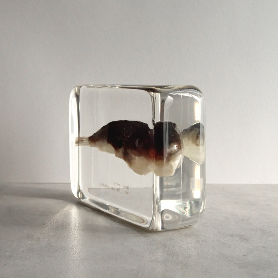 クサフグ樹脂封入標本 3L (木製標本箱入り)