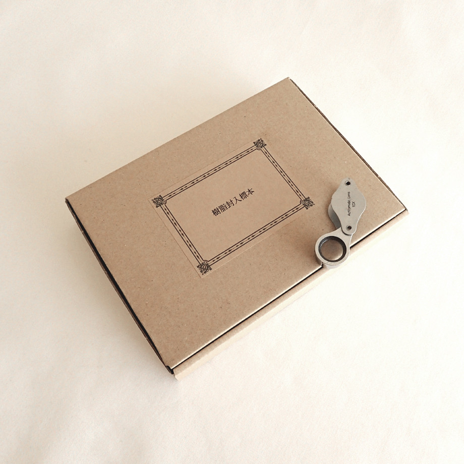 クサフグ樹脂封入標本 3L (木製標本箱入り)