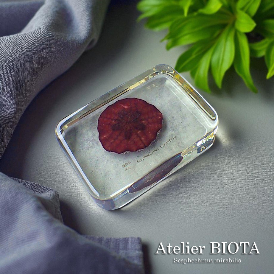 ハスノハカシパン樹脂封入標本 2L (木製標本箱入り)