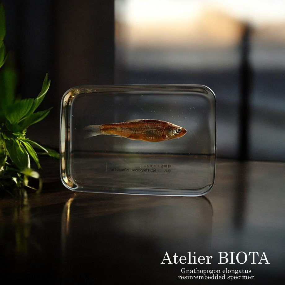 タモロコ樹脂封入標本 2L (木製標本箱入り)